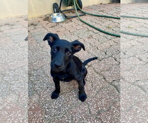 Cami - Female Labrador Retriever-Unknown Mix Dog for Adoption - Photo #6