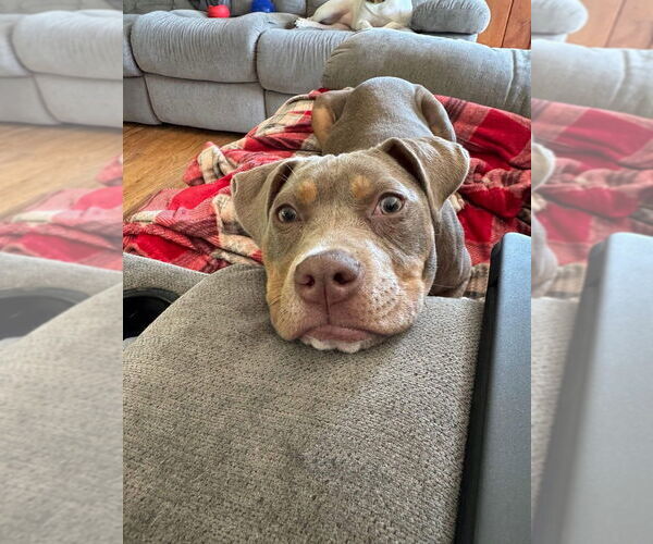 Medium Photo #17 American Pit Bull Terrier-Unknown Mix Puppy For Sale in New York, NY, USA