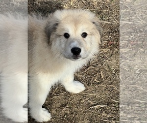 Great Pyrenees Puppy for sale in MARTINSVILLE, IN, USA