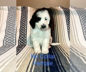 Aussiedoodle Puppy for sale in THURMOND, NC, USA