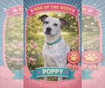 Poppy - Female American Staffordshire Terrier-Unknown Mix Dog for Adoption - Small photo