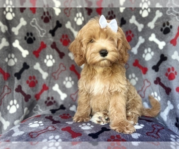 Medium Photo #5 Cock-A-Poo Puppy For Sale in LAKELAND, FL, USA