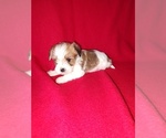 Small Photo #30 Morkie Puppy For Sale in LAPEER, MI, USA