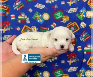 Medium Maltese