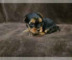 Small #5 Yorkshire Terrier