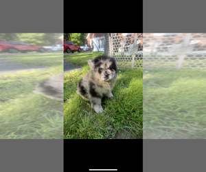 Chow Chow Puppy for sale in CANAL FULTON, OH, USA