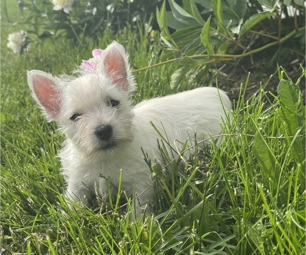 Medium Photo #5 West Highland White Terrier Puppy For Sale in CANOGA, NY, USA