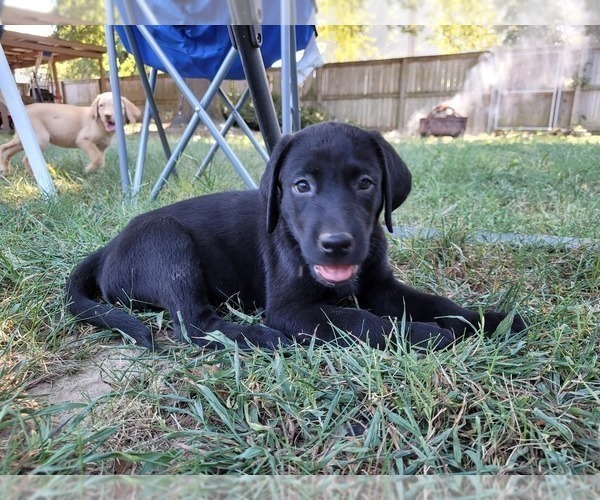 Medium Photo #1 Labrador Retriever Puppy For Sale in EDGEWATER, FL, USA