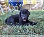 Small Photo #1 Labrador Retriever Puppy For Sale in EDGEWATER, FL, USA