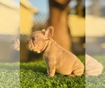 Small #4 French Bulldog