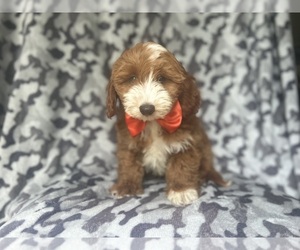 Cavapoo Puppy for sale in LAKELAND, FL, USA