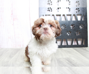 Shih Tzu Puppy for sale in MARIETTA, GA, USA