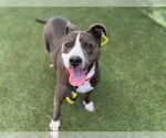 Small #1 American Pit Bull Terrier Mix