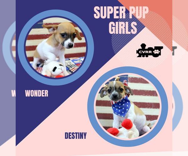 Medium Photo #1 Chihuahua-Unknown Mix Puppy For Sale in Lindsay, CA, USA