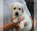 Small Photo #8 Labrador Retriever Puppy For Sale in LEOLA, PA, USA