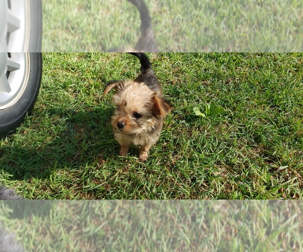 Medium Photo #10 Shorkie Tzu Puppy For Sale in NEVADA, TX, USA
