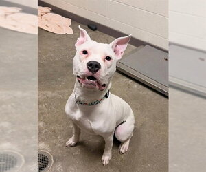 Mutt Dogs for adoption in Waterford, VA, USA