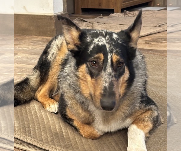 Medium Photo #2 Collie-German Shepherd Dog Mix Puppy For Sale in LAKESIDE, MT, USA