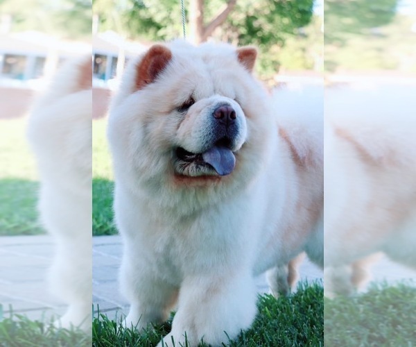 Medium Photo #1 Chow Chow Puppy For Sale in CANYON CNTRY, CA, USA