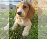 Small Photo #1 Dachshund Puppy For Sale in PARADIS, LA, USA