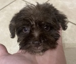 Small Photo #1 Schnauzer (Miniature) Puppy For Sale in LAWRENCEBURG, TN, USA
