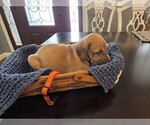 Puppy Orange Great Dane