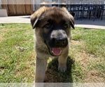 Small Photo #2 German Shepherd Dog Puppy For Sale in TRACY, CA, USA