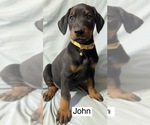 Small #1 Doberman Pinscher
