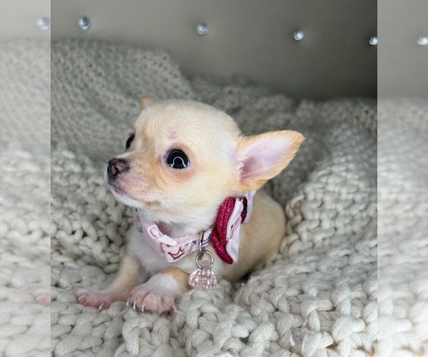 Medium Photo #2 Chihuahua Puppy For Sale in CHARLOTTE, NC, USA