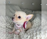 Small #1 Chihuahua