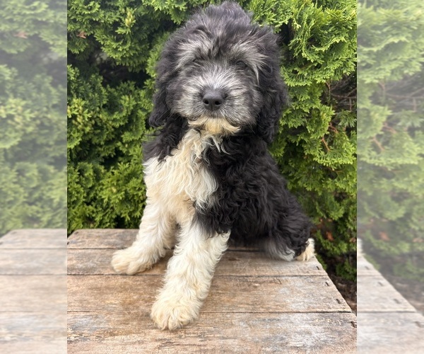 Medium Photo #2 Cockapoo Puppy For Sale in MIDDLEBURY, IN, USA