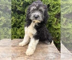 Small #1 Cockapoo