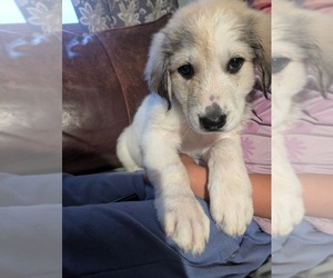 Great Pyrenees Puppy for sale in THOMPSON, OH, USA