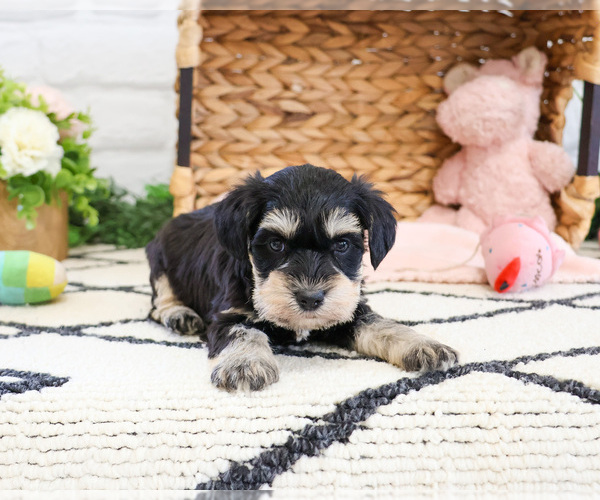Medium Photo #1 Schnauzer (Miniature) Puppy For Sale in SYRACUSE, IN, USA
