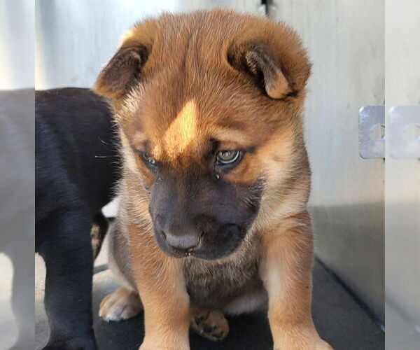 Medium Photo #1 American Staffordshire Terrier-Unknown Mix Puppy For Sale in San Antonio, TX, USA