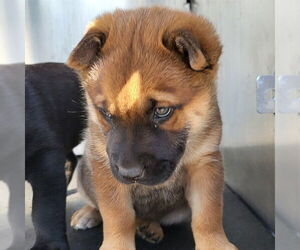 American Staffordshire Terrier-Unknown Mix Dogs for adoption in San Antonio, TX, USA