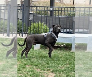 Great Dane-Labrador Retriever Mix Dogs for adoption in Ogden, UT, USA