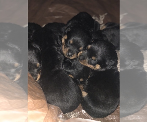 Medium Photo #2 Rottweiler Puppy For Sale in EAST WILLINGTON, CT, USA