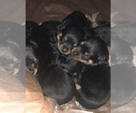 Small Photo #2 Rottweiler Puppy For Sale in EAST WILLINGTON, CT, USA
