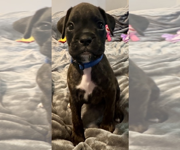 Medium Photo #1 Boxer Puppy For Sale in LANSING, MI, USA