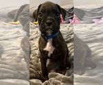 Small Boxer