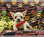 Small Photo #5 Faux Frenchbo Bulldog Puppy For Sale in GLEN ROCK, PA, USA