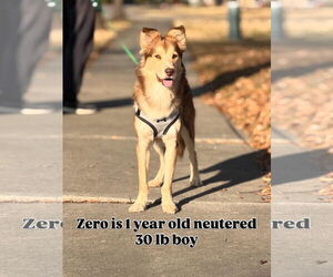 Aussie Siberian Dogs for adoption in Virginia Beach, VA, USA