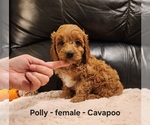 Image preview for Ad Listing. Nickname: Polly