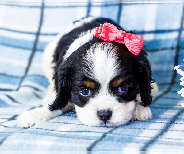 Medium Photo #39 Cockalier Puppy For Sale in WAKARUSA, IN, USA