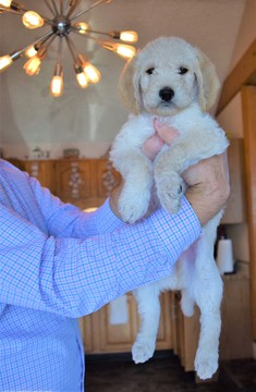 Medium Photo #1 Labradoodle Puppy For Sale in WABASH, IN, USA