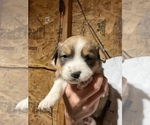 Puppy 1 Australian Shepherd-Pembroke Welsh Corgi Mix