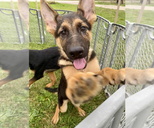 German Shepherd Dog Puppy for sale in RIGA, MI, USA