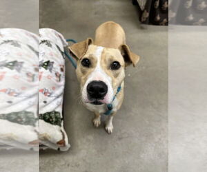 Mutt Dogs for adoption in Rockaway, NJ, USA