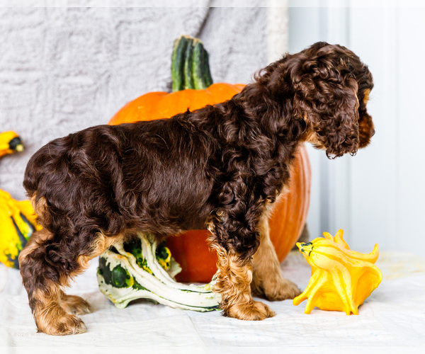 Medium Photo #36 Cocker Spaniel Puppy For Sale in WAKARUSA, IN, USA